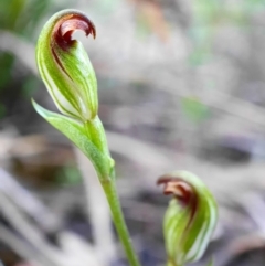 Speculantha rubescens at Hackett, ACT - 30 Mar 2020