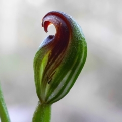 Speculantha rubescens at Hackett, ACT - suppressed