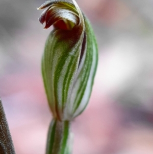 Speculantha rubescens at Hackett, ACT - suppressed