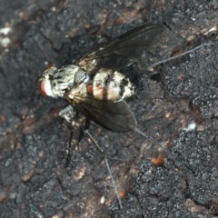 Tachinidae (family) (Unidentified Bristle fly) at Mount Ainslie - 29 Mar 2020 by jb2602