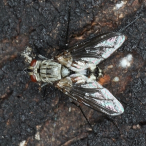 Tachinidae (family) at Majura, ACT - 29 Mar 2020