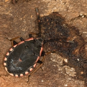 Diemenia rubromarginata at Bruce, ACT - 10 Feb 2019