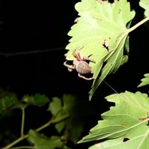 Hortophora sp. (genus) at Hughes, ACT - 31 Mar 2020