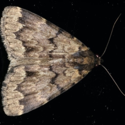 Mormoscopa phricozona (A Herminiid Moth) at Ainslie, ACT - 29 Mar 2020 by jb2602