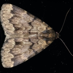 Mormoscopa phricozona (A Herminiid Moth) at Ainslie, ACT - 29 Mar 2020 by jbromilow50