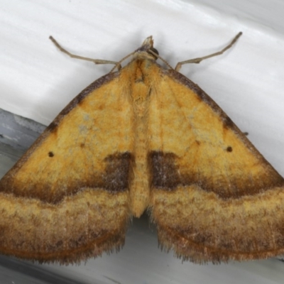 Anachloris subochraria (Golden Grass Carpet (Ennominae)) at Ainslie, ACT - 29 Mar 2020 by jb2602