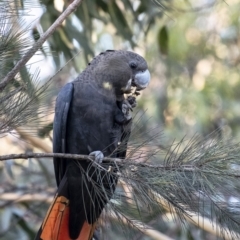 Calyptorhynchus lathami (Glossy Black-Cockatoo) at Penrose - 30 Mar 2020 by Aussiegall