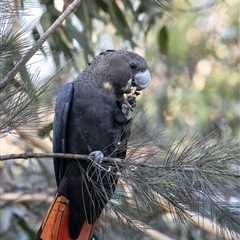 Calyptorhynchus lathami lathami (Glossy Black-Cockatoo) at Penrose - 30 Mar 2020 by Aussiegall