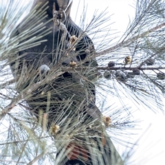 Calyptorhynchus lathami lathami at Penrose, NSW - suppressed