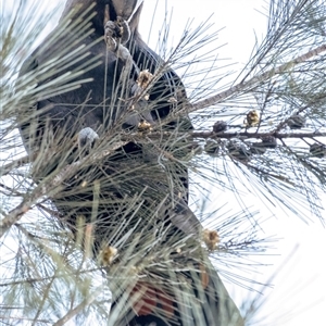 Calyptorhynchus lathami lathami at Penrose, NSW - suppressed