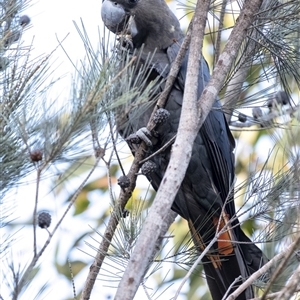 Calyptorhynchus lathami lathami at Penrose, NSW - suppressed