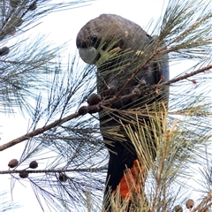 Calyptorhynchus lathami lathami at Penrose, NSW - suppressed