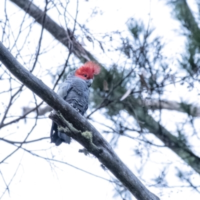 Callocephalon fimbriatum (Gang-gang Cockatoo) at Wingecarribee Local Government Area - 26 Mar 2020 by Aussiegall