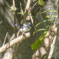 Malurus cyaneus (Superb Fairywren) at Penrose, NSW - 18 Mar 2020 by Aussiegall