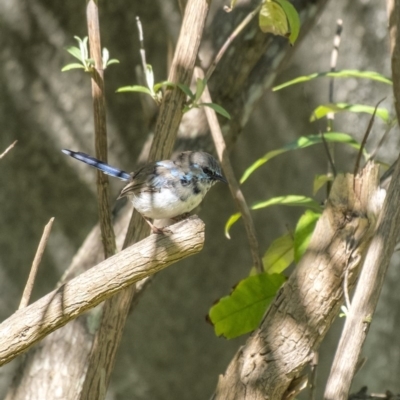 Malurus cyaneus (Superb Fairywren) at Penrose - 18 Mar 2020 by Aussiegall