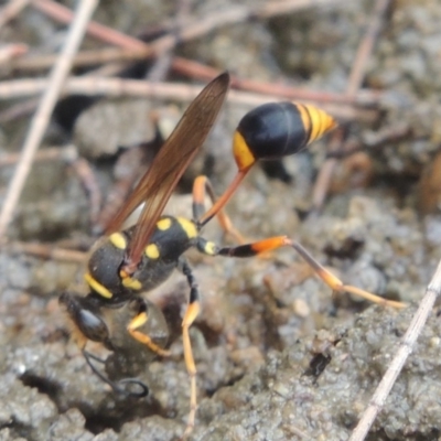 Sceliphron formosum (Formosum mud-dauber) at Paddys River, ACT - 29 Dec 2019 by MichaelBedingfield