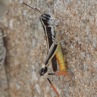 Macrotona australis (Common Macrotona Grasshopper) at Paddys River, ACT - 29 Dec 2019 by MichaelBedingfield