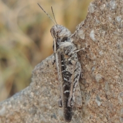 Heteropternis obscurella (A grasshopper) at Bullen Range - 29 Dec 2019 by michaelb