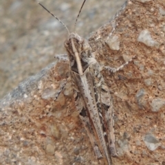 Heteropternis obscurella at Paddys River, ACT - 29 Dec 2019 07:29 PM