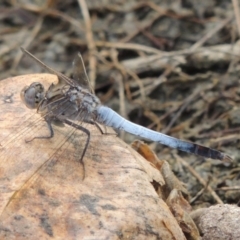 Orthetrum caledonicum (Blue Skimmer) at Paddys River, ACT - 29 Dec 2019 by MichaelBedingfield