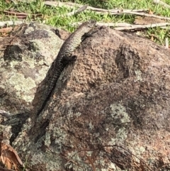 Egernia cunninghami (Cunningham's Skink) at Red Hill, ACT - 29 Mar 2020 by Ratcliffe