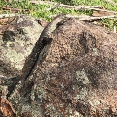 Egernia cunninghami (Cunningham's Skink) at Red Hill Nature Reserve - 29 Mar 2020 by Ratcliffe