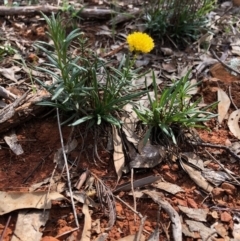 Rutidosis leptorhynchoides (Button Wrinklewort) at Red Hill, ACT - 29 Mar 2020 by Ratcliffe