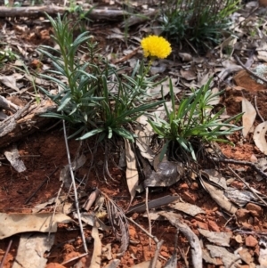 Rutidosis leptorhynchoides at Red Hill, ACT - 29 Mar 2020