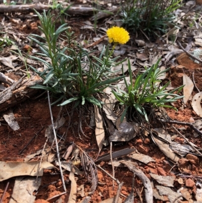 Rutidosis leptorhynchoides (Button Wrinklewort) at Red Hill Nature Reserve - 29 Mar 2020 by Ratcliffe