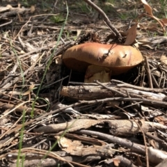 zz bolete at Red Hill, ACT - 29 Mar 2020 by Ratcliffe