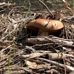 zz bolete at Red Hill Nature Reserve - 29 Mar 2020 by Ratcliffe