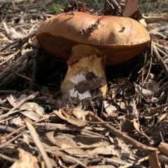 zz bolete at Red Hill, ACT - 29 Mar 2020 02:06 PM