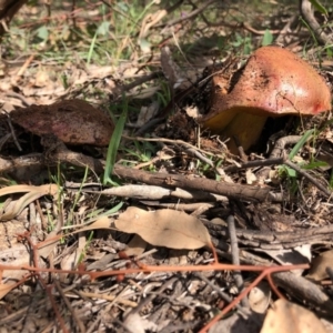 zz bolete at Red Hill, ACT - 29 Mar 2020