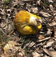 Phylloporus sp. (Phylloporus sp.) at Red Hill, ACT - 29 Mar 2020 by Ratcliffe