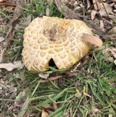 Phylloporus sp. at Red Hill, ACT - 29 Mar 2020