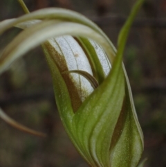 Diplodium ampliatum (Large Autumn Greenhood) at Rob Roy Range - 28 Mar 2020 by dan.clark