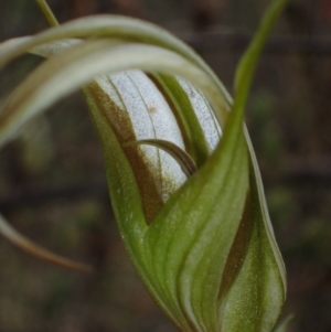 Diplodium ampliatum at Tuggeranong DC, ACT - suppressed