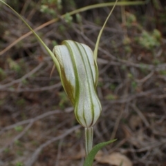 Diplodium ampliatum at Tuggeranong DC, ACT - suppressed