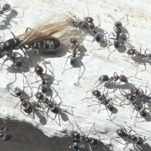 Iridomyrmex rufoniger at Kambah, ACT - 30 Mar 2020