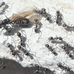 Iridomyrmex rufoniger (Tufted Tyrant Ant) at Kambah, ACT - 30 Mar 2020 by HarveyPerkins