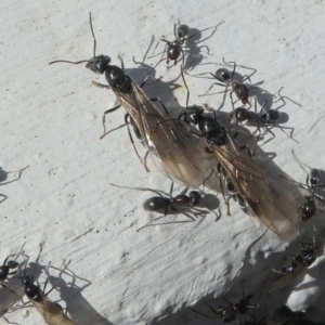 Iridomyrmex rufoniger at Kambah, ACT - 30 Mar 2020 01:02 PM