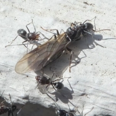 Iridomyrmex rufoniger at Kambah, ACT - 30 Mar 2020