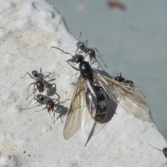 Iridomyrmex rufoniger at Kambah, ACT - 30 Mar 2020