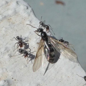 Iridomyrmex rufoniger at Kambah, ACT - 30 Mar 2020 01:02 PM