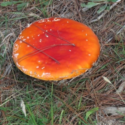 Amanita muscaria (Fly Agaric) at Lower Cotter Catchment - 31 Mar 2020 by SandraH