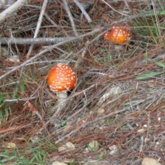 Amanita muscaria at Coree, ACT - 31 Mar 2020 11:35 AM