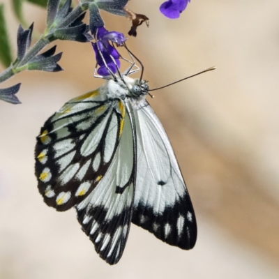Belenois java (Caper White) at Page, ACT - 31 Mar 2020 by dimageau