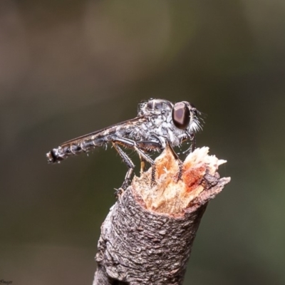 Ommatius sp. (genus) (Robber fly) at Latham, ACT - 31 Mar 2020 by Roger