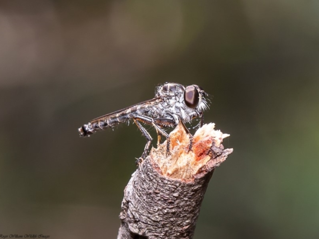 Ommatius sp. (genus) at Latham, ACT - 31 Mar 2020