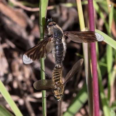 Comptosia sp. (genus) (Unidentified Comptosia bee fly) at Latham, ACT - 31 Mar 2020 by Roger